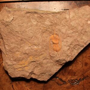 Ampyx Priscus trilobite