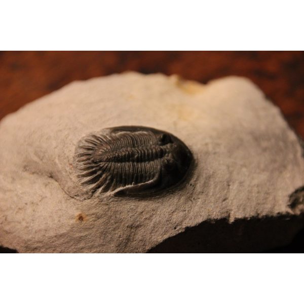 Mrakbina Cattoi trilobite - Image 4