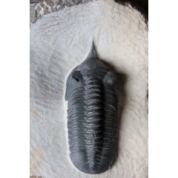 Morroconites malladoides trilobite - Image 2
