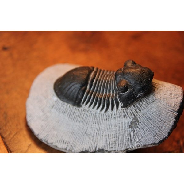 Paralejurus rehamnanus Trilobite - Image 4