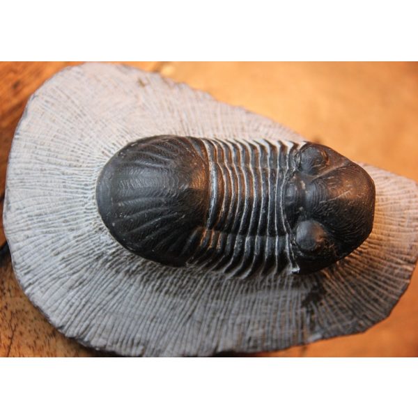 Paralejurus rehamnanus Trilobite - Image 3