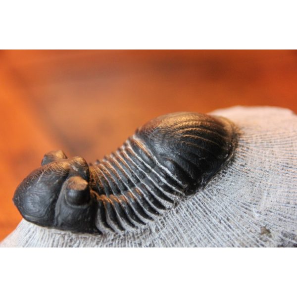 Paralejurus rehamnanus Trilobite - Image 2