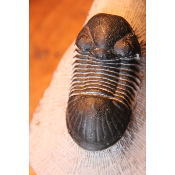 Paralejurus rehamnanus Trilobite