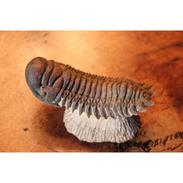 Crotalocephalus Gibbus trilobite - Image 2