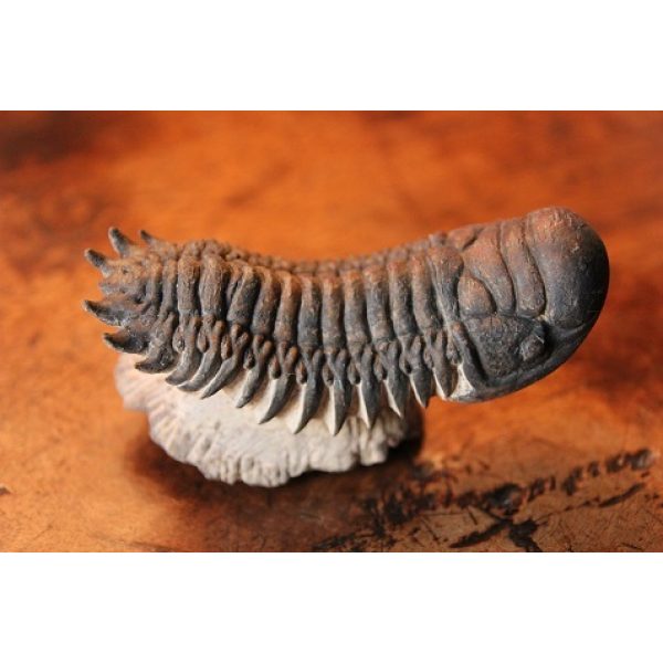 Crotalocephalus Gibbus trilobite - Image 3