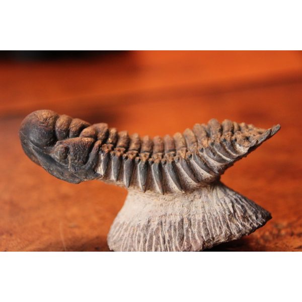 Crotalocephalus Gibbus trilobite - Image 4