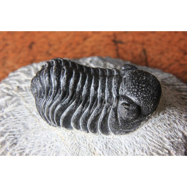 Phacops trilobite