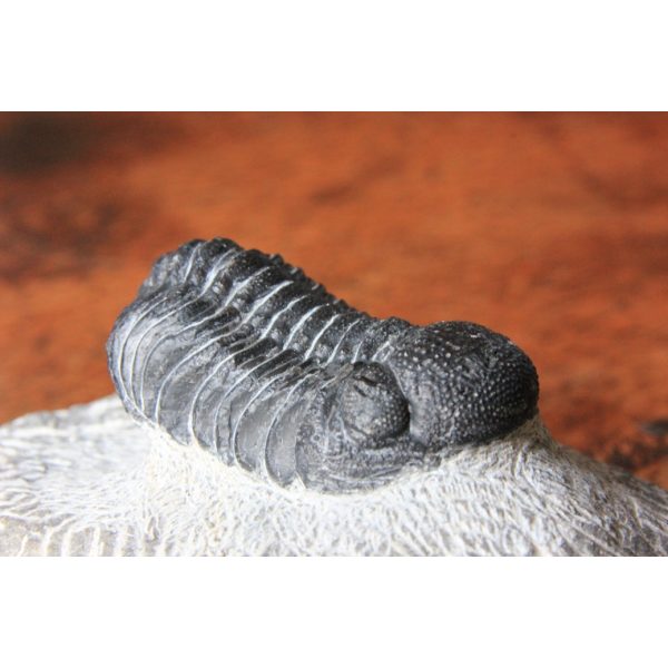 Phacops trilobite - Image 4