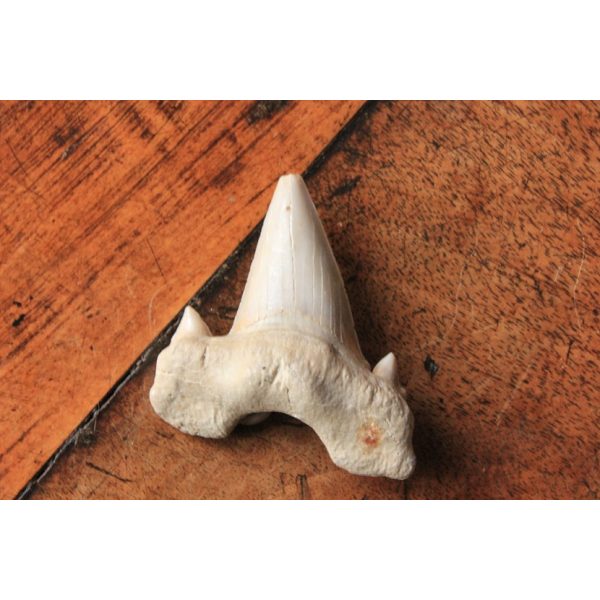 Dent fossile de requin - Image 3