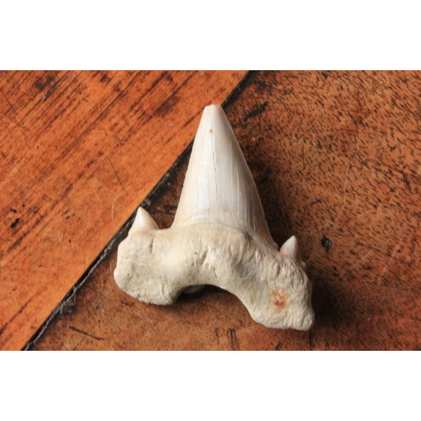 Dent fossile de requin
