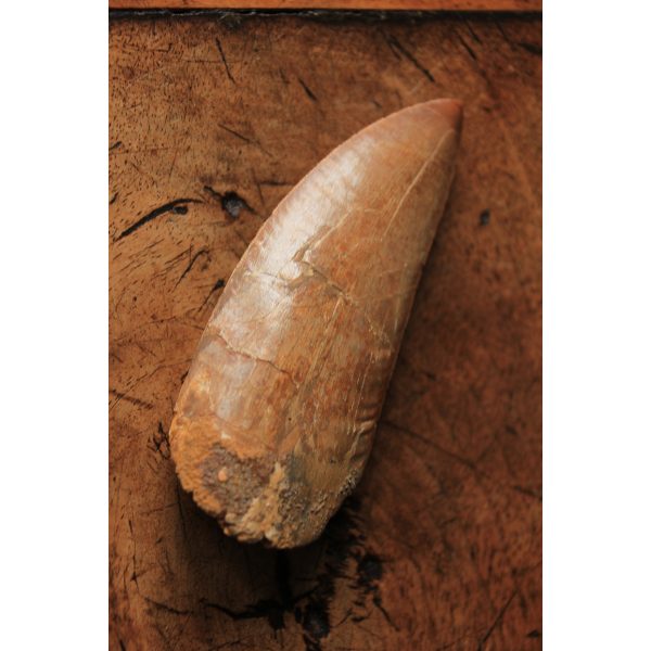 Carcharodontosaurus - dent