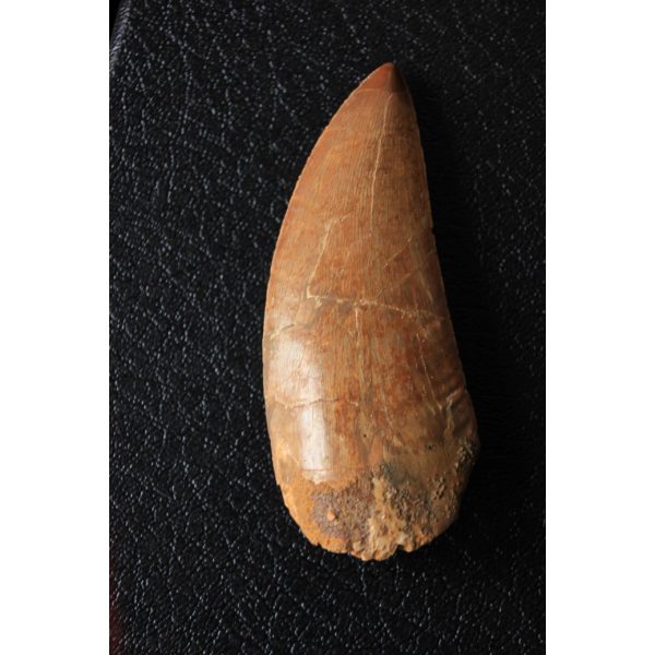 Carcharodontosaurus - dent - Image 2