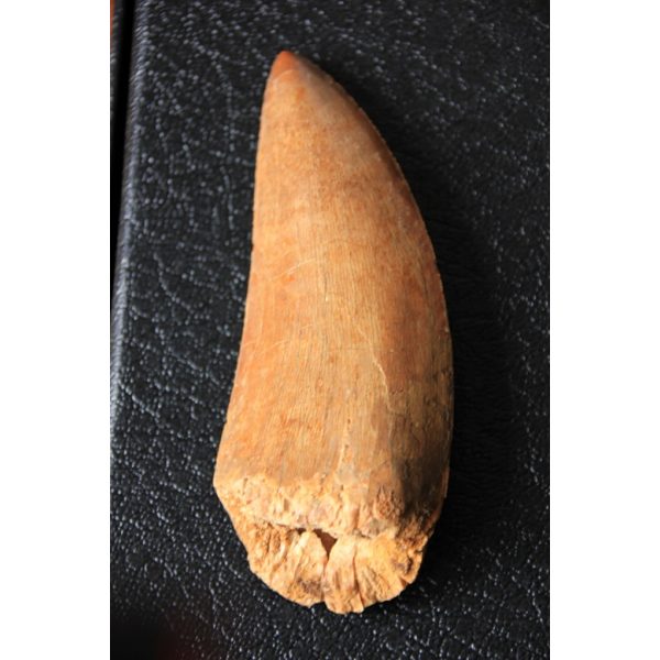 Carcharodontosaurus - dent - Image 5