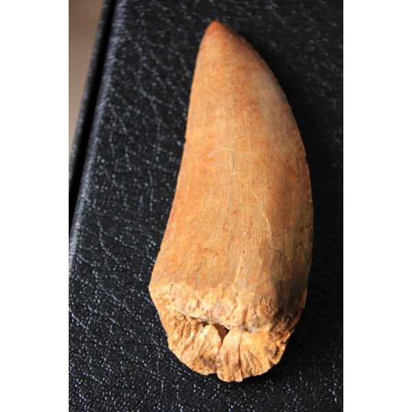 Carcharodontosaurus - dent - Image 7
