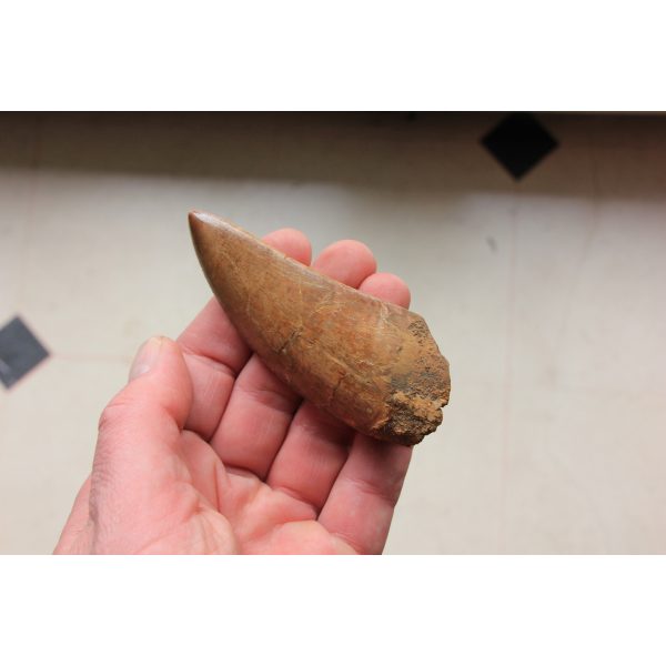 Carcharodontosaurus - dent - Image 3