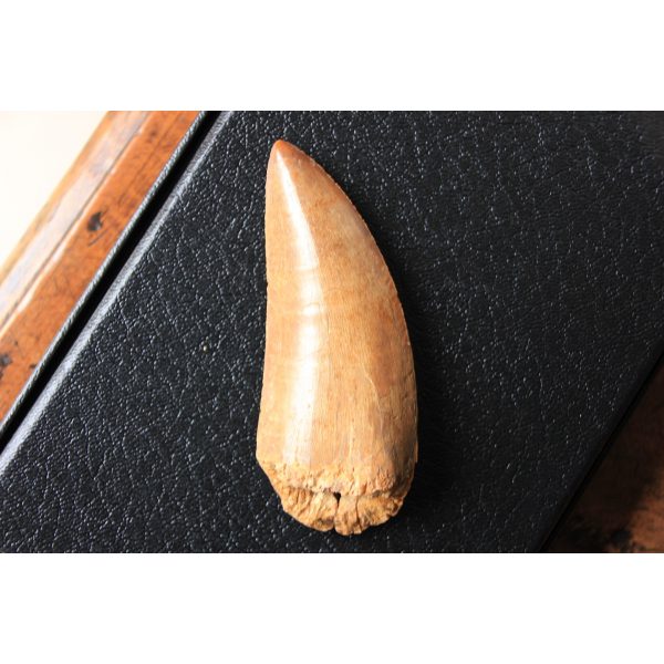 Carcharodontosaurus - dent - Image 9