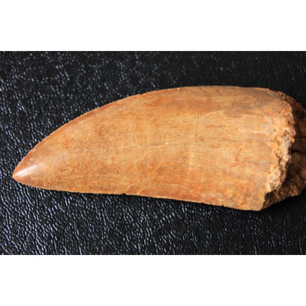 Carcharodontosaurus - dent - Image 10