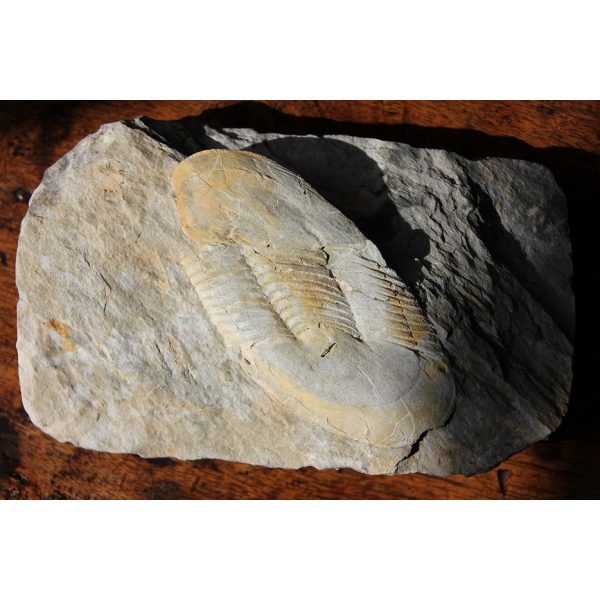 Ectillaenus giganteus - Image 2