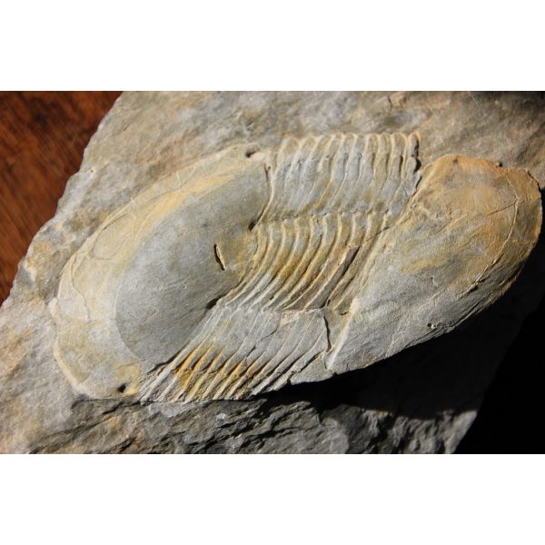 Ectillaenus giganteus - Image 3