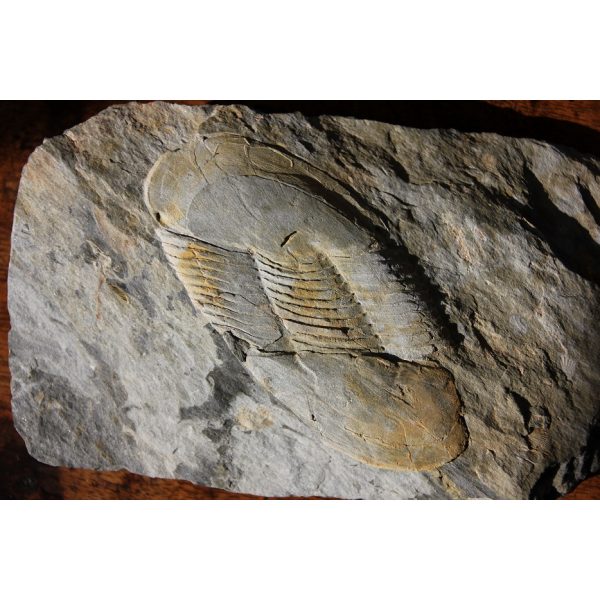 Ectillaenus giganteus - Image 4
