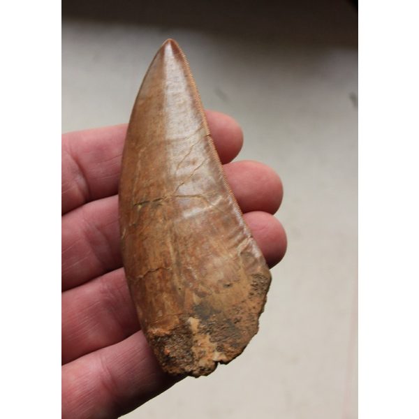 Carcharodontosaurus - dent - Image 4
