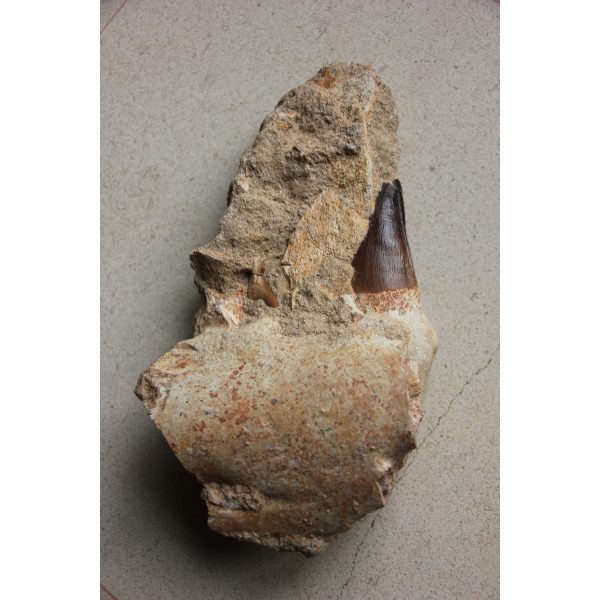 Dent de mosasaure et morceau de mandibule