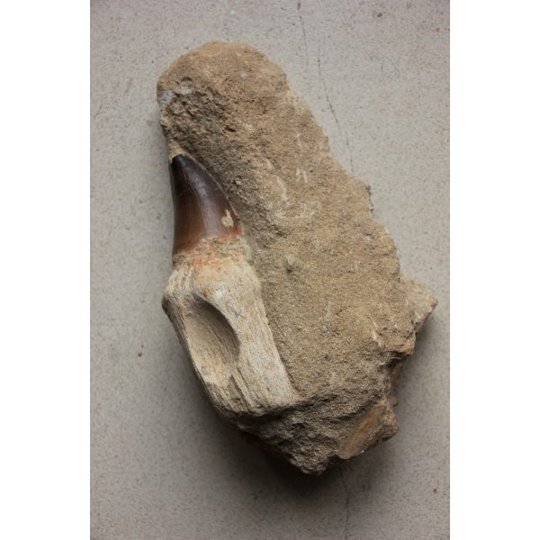 Dent de mosasaure et morceau de mandibule - Image 2
