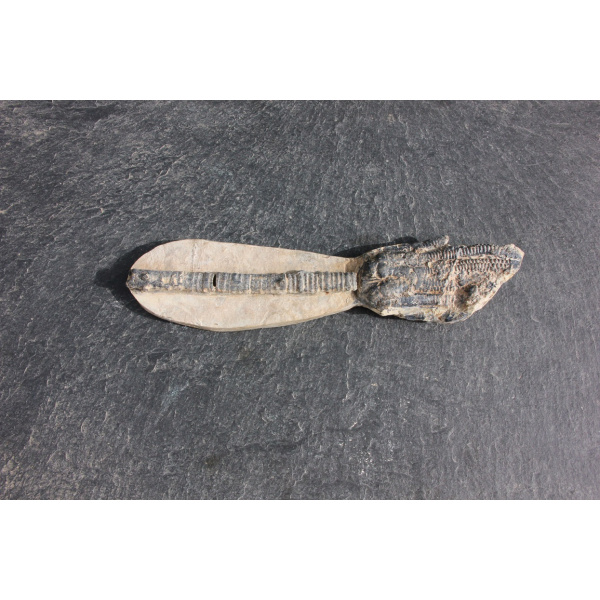 Encrine ou lys de mer - Image 6