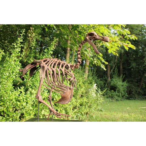 Dodo -  Raphus cucullatus