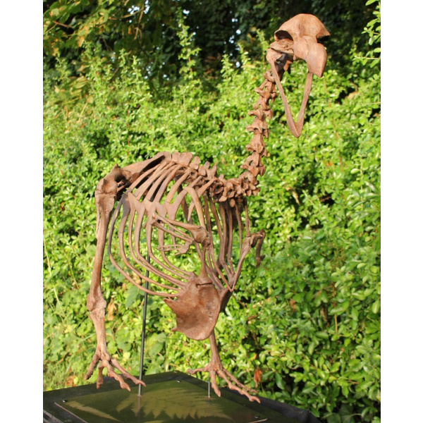 Dodo -  Raphus cucullatus - Image 9