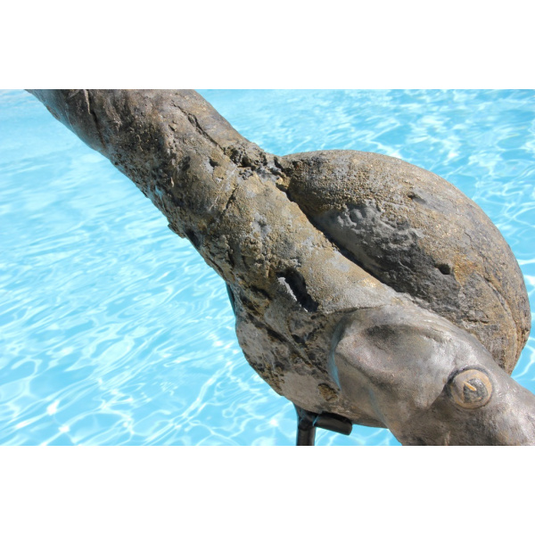 Orthoceras - Image 13