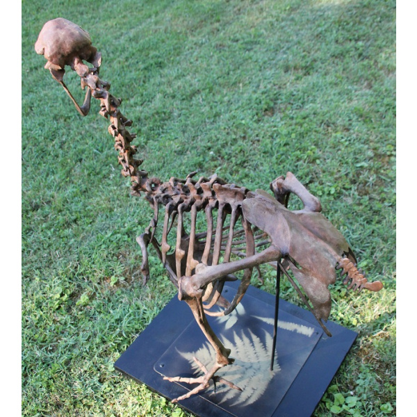 Dodo -  Raphus cucullatus - Image 3