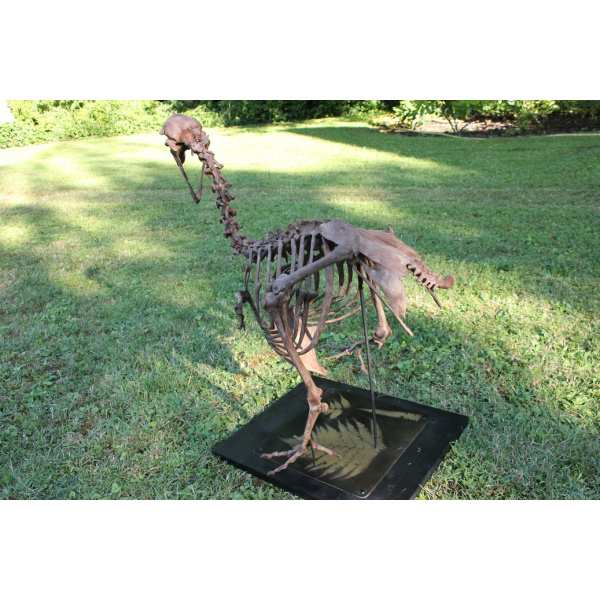 Dodo -  Raphus cucullatus - Image 6