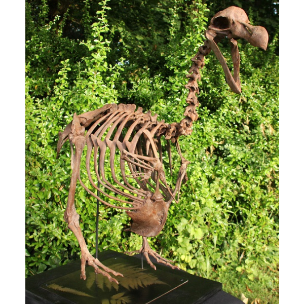 Dodo -  Raphus cucullatus - Image 7