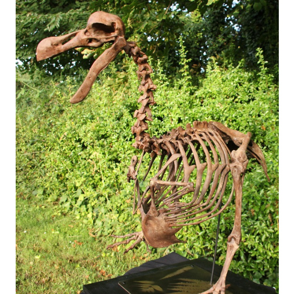 Dodo -  Raphus cucullatus - Image 5