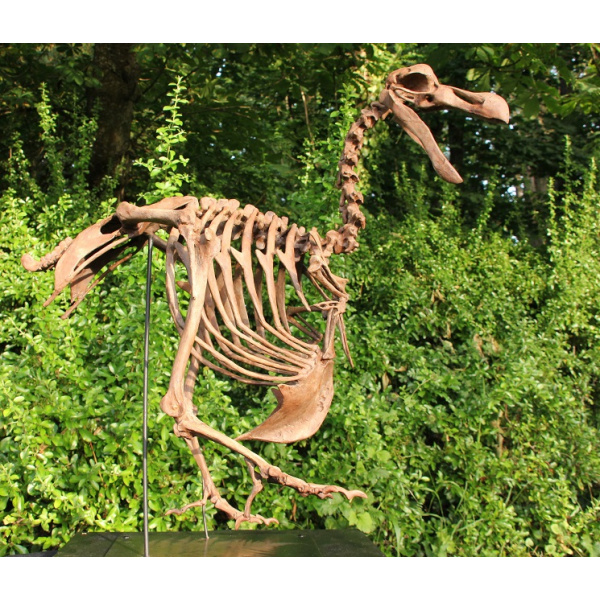 Dodo -  Raphus cucullatus - Image 4