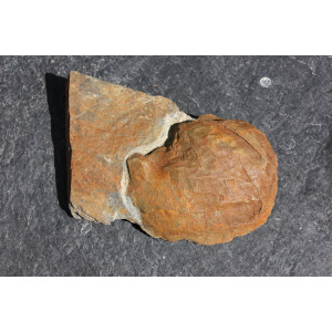 Brachiopode