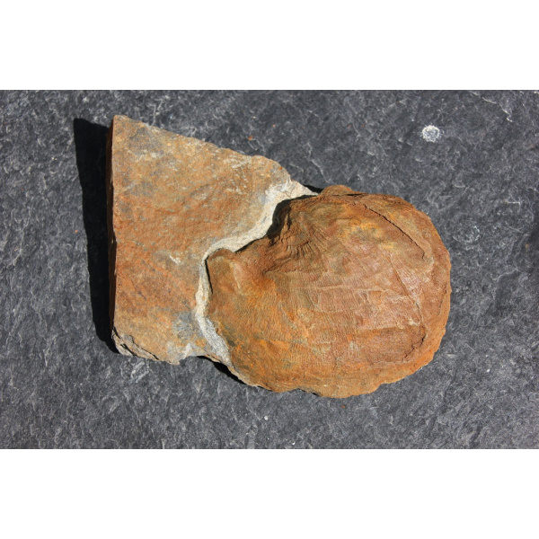 Brachiopode
