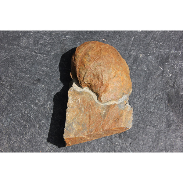 Brachiopode – Image 2