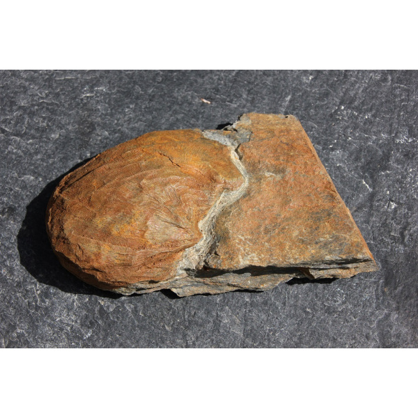 Brachiopode – Image 3