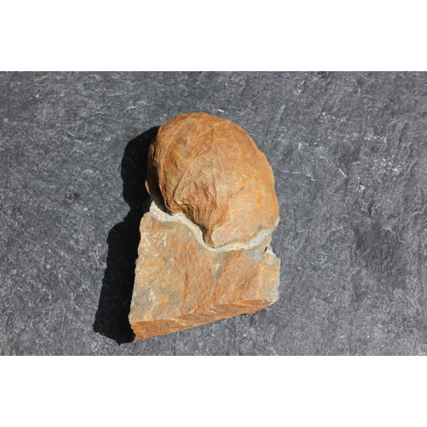 Brachiopode – Image 4