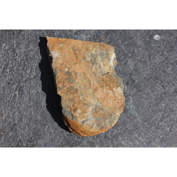 Brachiopode – Image 5