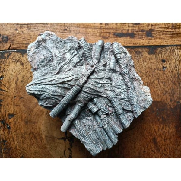 Crinoïdes