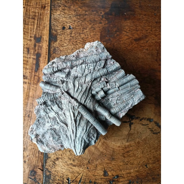 Crinoïdes - Image 2