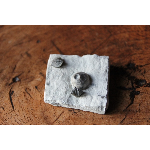 Crinoïde