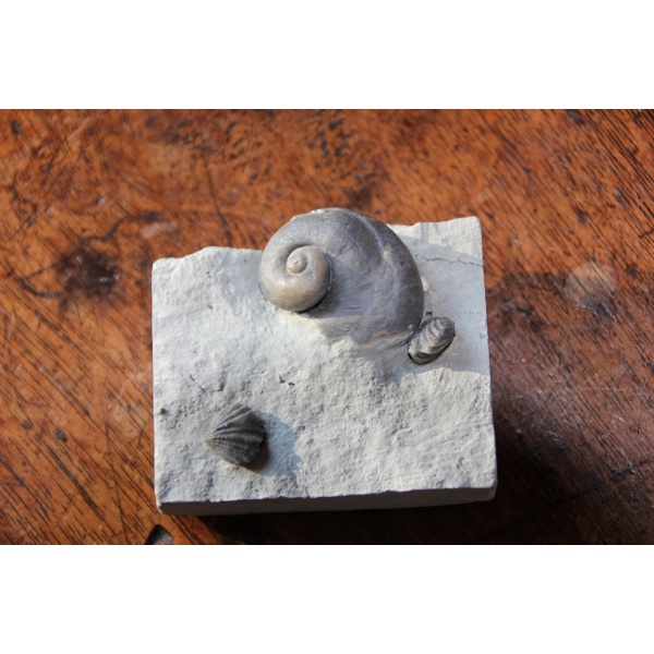 Gastéropode Platyostoma Niagarensis