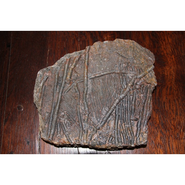 Crinoïdes