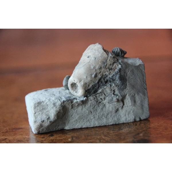 Crinoïde - Image 3