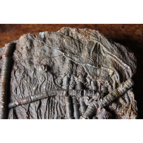 Crinoïdes - Image 3