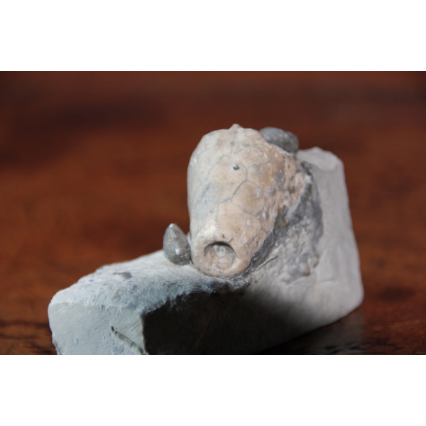 Crinoïde - Image 4